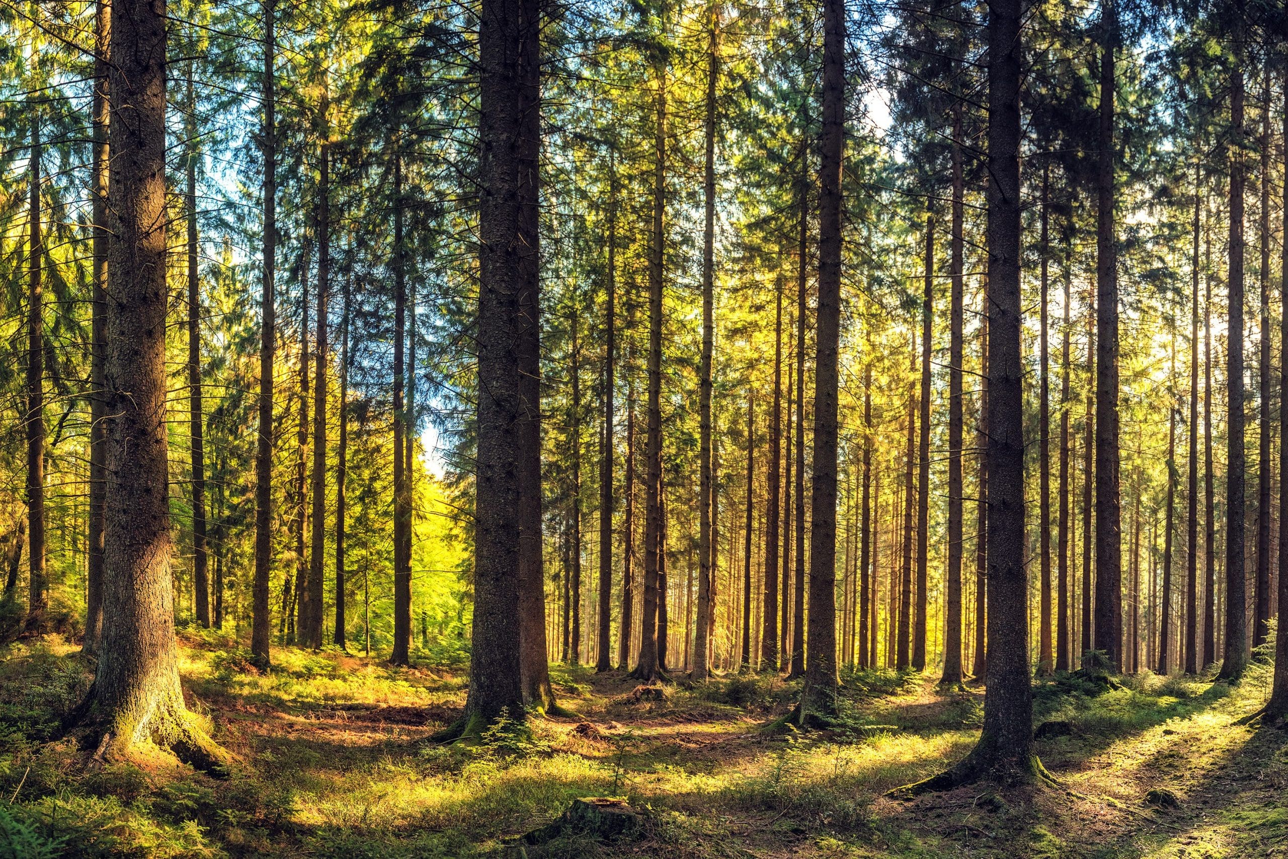 Forest landscape tall trees 1 scaled