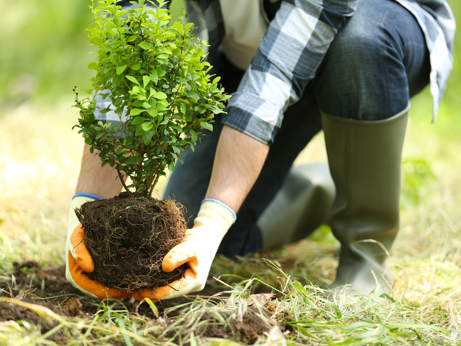 tree planting